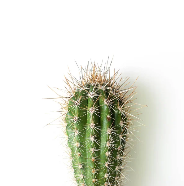 Plant Cactus Pot Stock Image