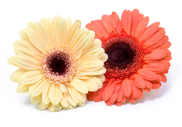 Blossom Krásná Barevná Gerbera Květina — Stock fotografie