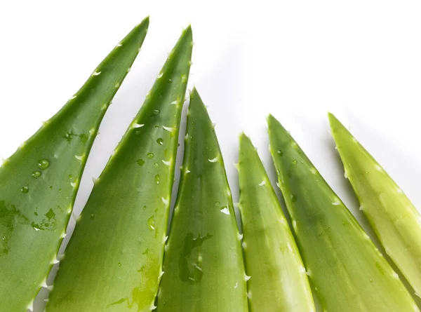 Medicine Aloevera White Background — Stock Photo, Image