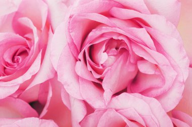 Çiçek, çiçek. Güzel, pembe gül