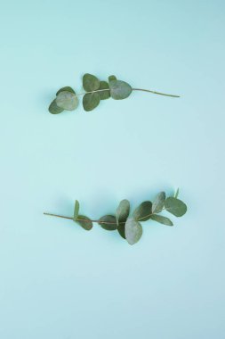 Mavi arkaplanda yapraklar