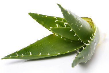 İlaçlar. Aloevera beyaz arka planda