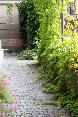 Duvarlarda büyüyen yeşil bitkiler 