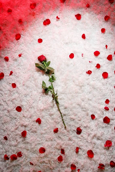 Schöner Hintergrund Mit Roten Rosenblüten Und Blütenblättern — Stockfoto