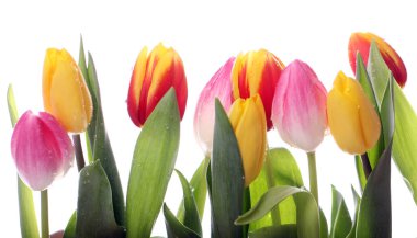 Beyaz arka plan üzerinde güzel renkli Lale 