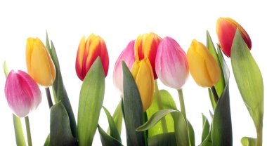 Beyaz arka plan üzerinde güzel renkli Lale 