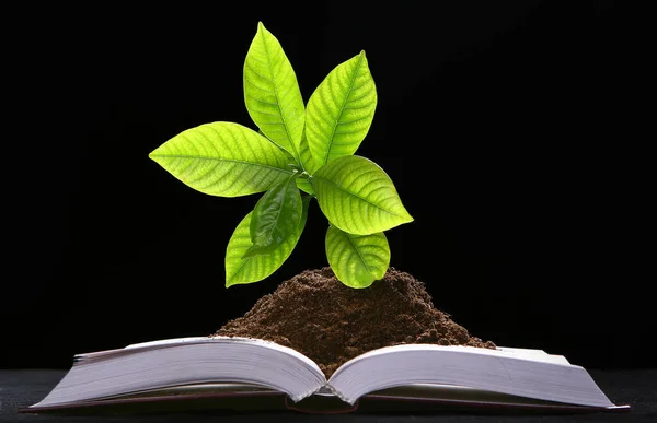 Kitaptan Yeşil Bir Bitki Büyümesi — Stok fotoğraf