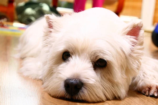 Смішний Білий Собака Кімнаті — стокове фото