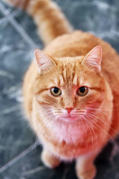 Gato Peludo Bonito Telha Mármore — Fotografia de Stock