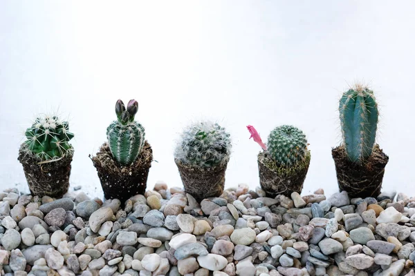 Cactus Caseros Sobre Mesa — Foto de Stock