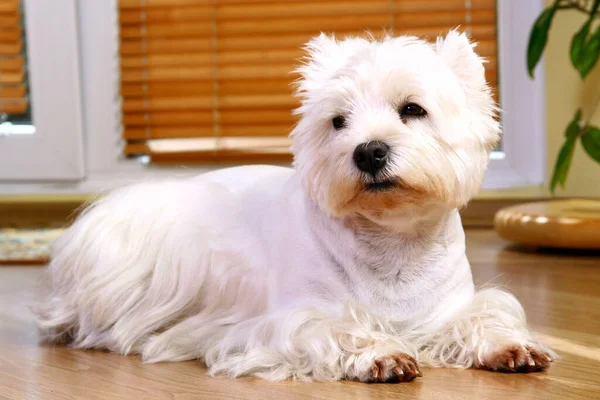 Cão Branco Engraçado Quarto — Fotografia de Stock