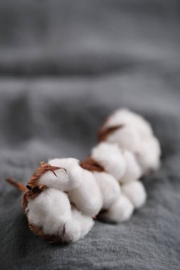 Masadaki pamuk çiçeği