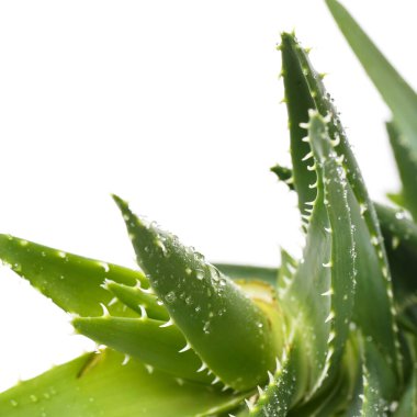 İlaçlar. Aloevera beyaz arka planda