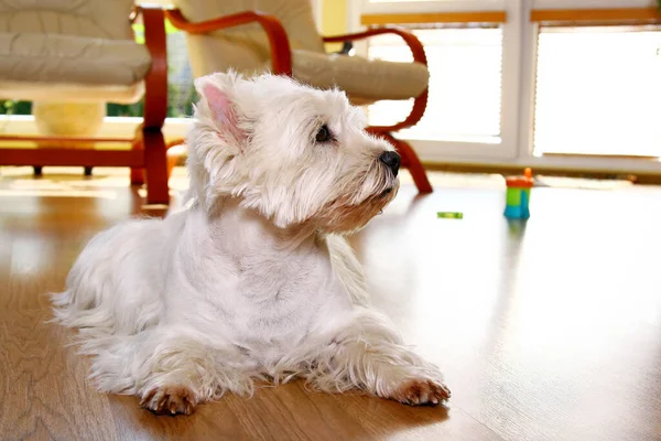 Cão Branco Engraçado Quarto — Fotografia de Stock