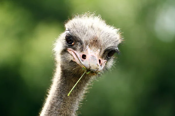 Beautiful Ostrich Farm — Stock Photo, Image