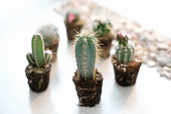 Cactus Caseros Sobre Mesa — Foto de Stock