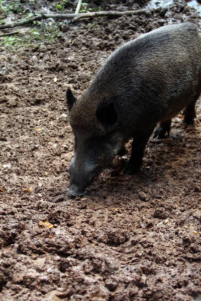 Wilde Zwijnen Het Bos — Stockfoto