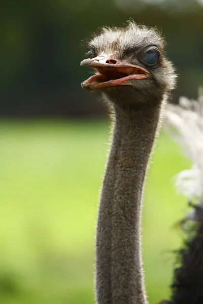 Beautiful Ostrich Farm — Stock Photo, Image