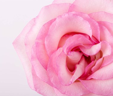 Çiçek, çiçek. Güzel, pembe gül