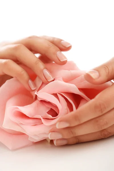 Skin Care Hands Pink Rose Head — Stock Photo, Image