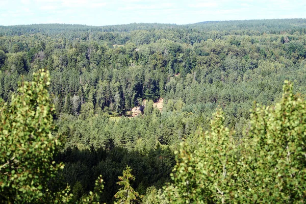 Panoramablick Auf Schönen Nadelwald — Stockfoto