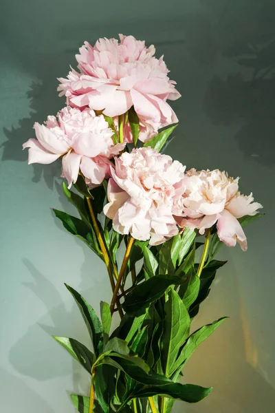 Çiçekler. Masadaki güzel şakayık