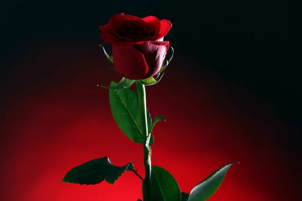 Close Red Rose Darkness — Stock Photo, Image