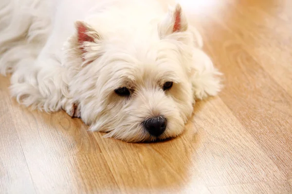 Grappige Witte Hond Kamer — Stockfoto