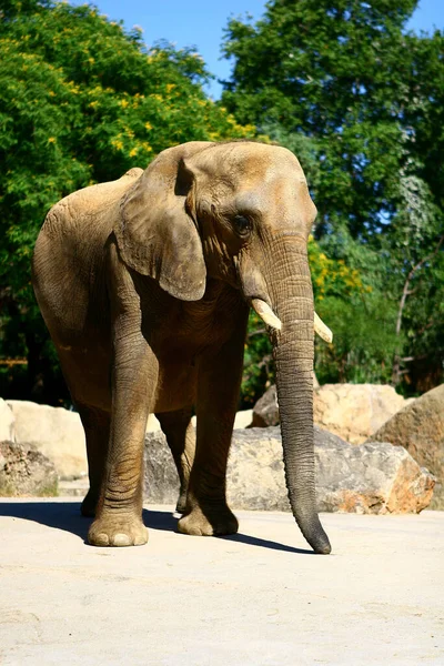 Hermoso Elefante Joven Zoológico — Foto de Stock