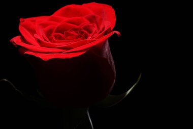 Karanlıkta kırmızı gülü yakın çekim