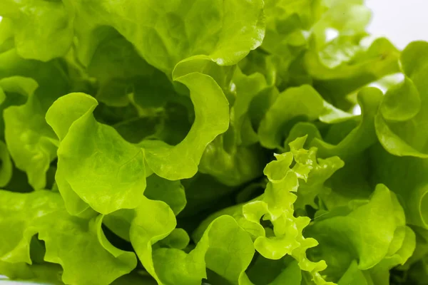 Salada Deliciosa Fundo Branco — Fotografia de Stock