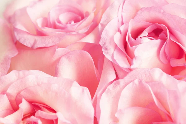 Květ Květinko Krásná Růžová Růže — Stock fotografie