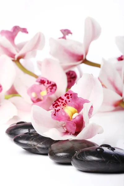 Spa Stenen Mooie Orchidee Witte Achtergrond — Stockfoto