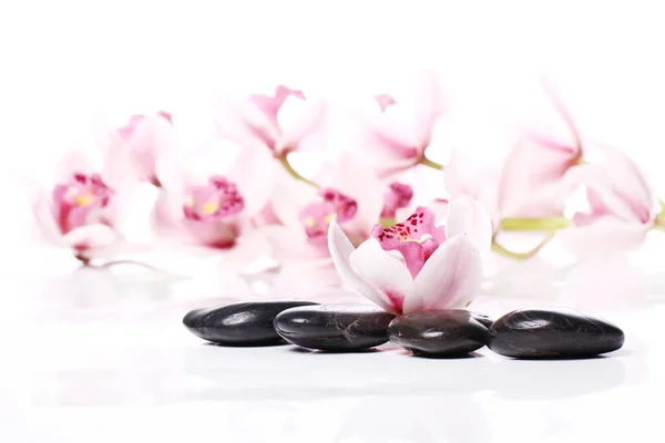 Wellness Steine Und Schöne Orchidee Auf Weißem Hintergrund — Stockfoto