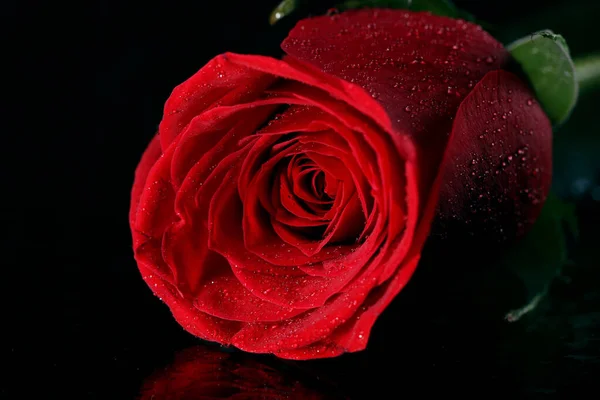 Крупним Планом Червона Троянда Темряві — стокове фото