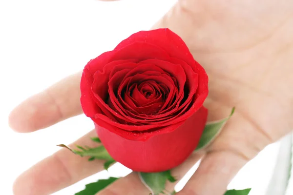 Κόκκινο Τριαντάφυλλο Στα Χέρια Πάνω Από Λευκό Φόντο — Φωτογραφία Αρχείου