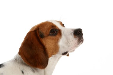 Beyaz üzerinde güzel komik köpekler.