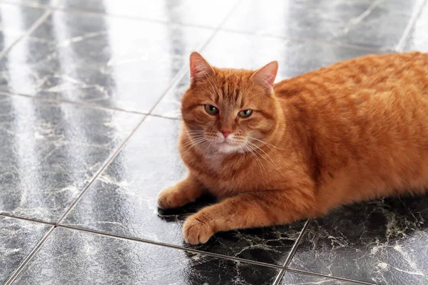 Bellissimo Gatto Peloso Sulla Piastrella Marmo — Foto Stock