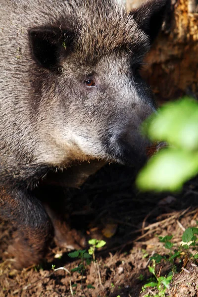 Wilde Zwijnen Het Bos — Stockfoto