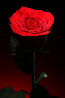 Karanlıkta kırmızı gülü yakın çekim