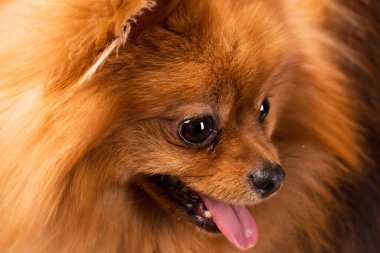 Şirin, tüylü tükürük yumağı.