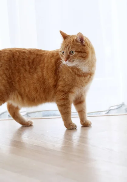 Gato Peludo Bonito Chão — Fotografia de Stock