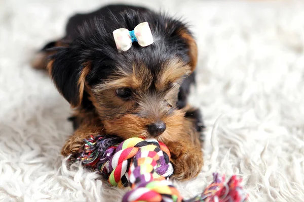 Kleine Schattige Puppy Thuis — Stockfoto