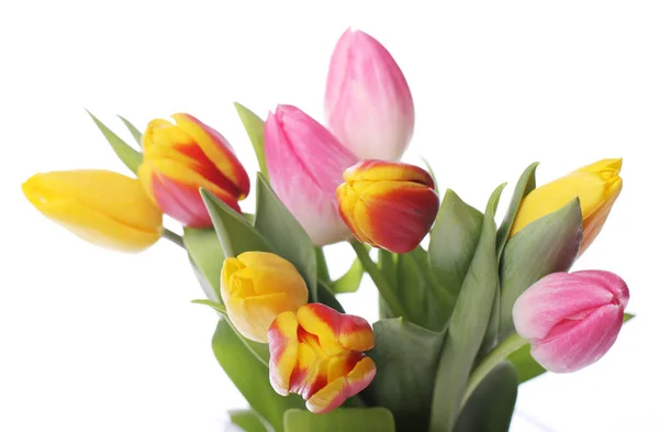 Beautiful Colorful Tulips White Background Royalty Free Stock Photos