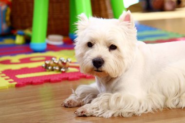 Odadaki komik beyaz köpek