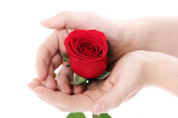 Κόκκινο Τριαντάφυλλο Στα Χέρια Πάνω Από Λευκό Φόντο — Φωτογραφία Αρχείου