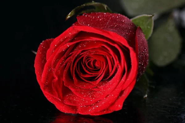Primo Piano Rosa Rossa Nell Oscurità — Foto Stock