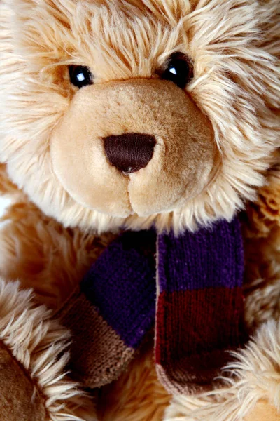 Colesup Cute Teddy Bear — Stock Photo, Image