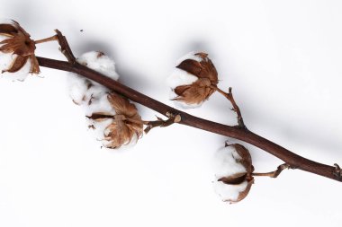 Beyaz arkaplanda pamuk çiçeği