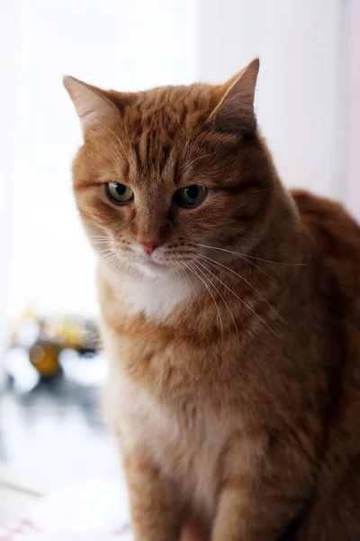 Hermoso Adorable Gato Peludo —  Fotos de Stock